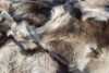 Reindeer pelt 