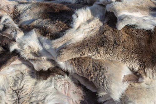 Reindeer pelt