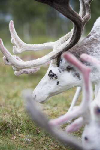 Nærbilde av hvite reinsdyr som beiter.