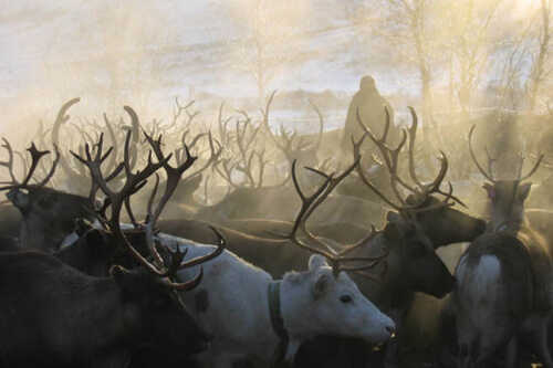 Reindeer herd in fog.