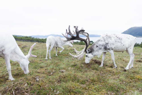 White reindeer eating grass.