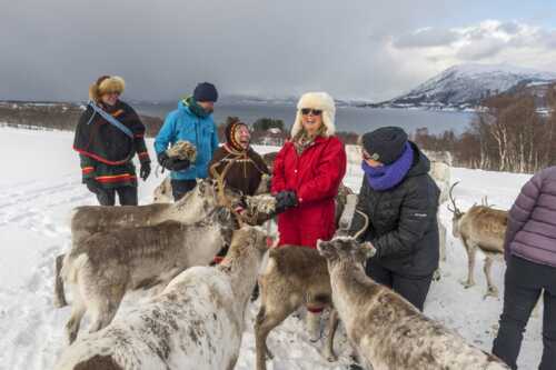 Gruppe som møter reinsdyr sammen med Laila ute i snøen