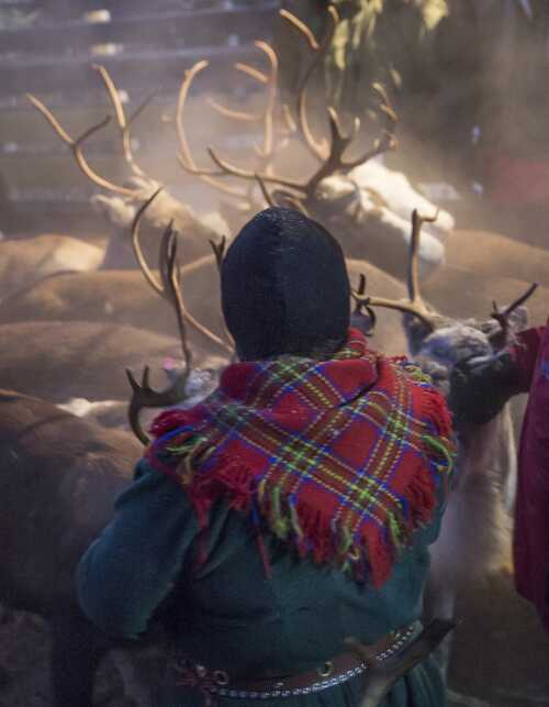Laila Inga bakfra sammen med reinflokken.