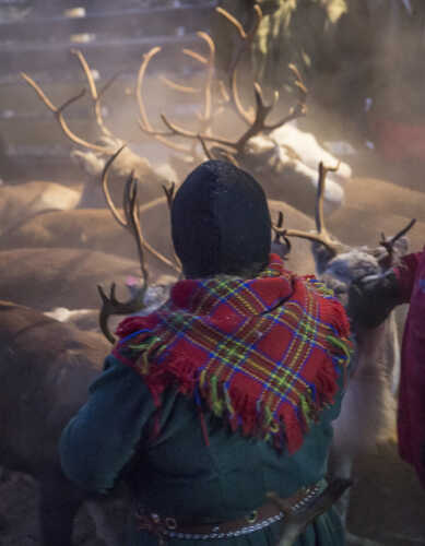 Laila Inga from behind with the reindeer herd.