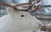 Close-up of reindeer.
