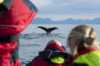Guests watching whales in the water.