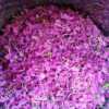 Pink fireweed leaves.