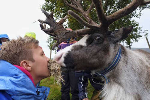 Boy feeding reindeer by holding moss in mouth.